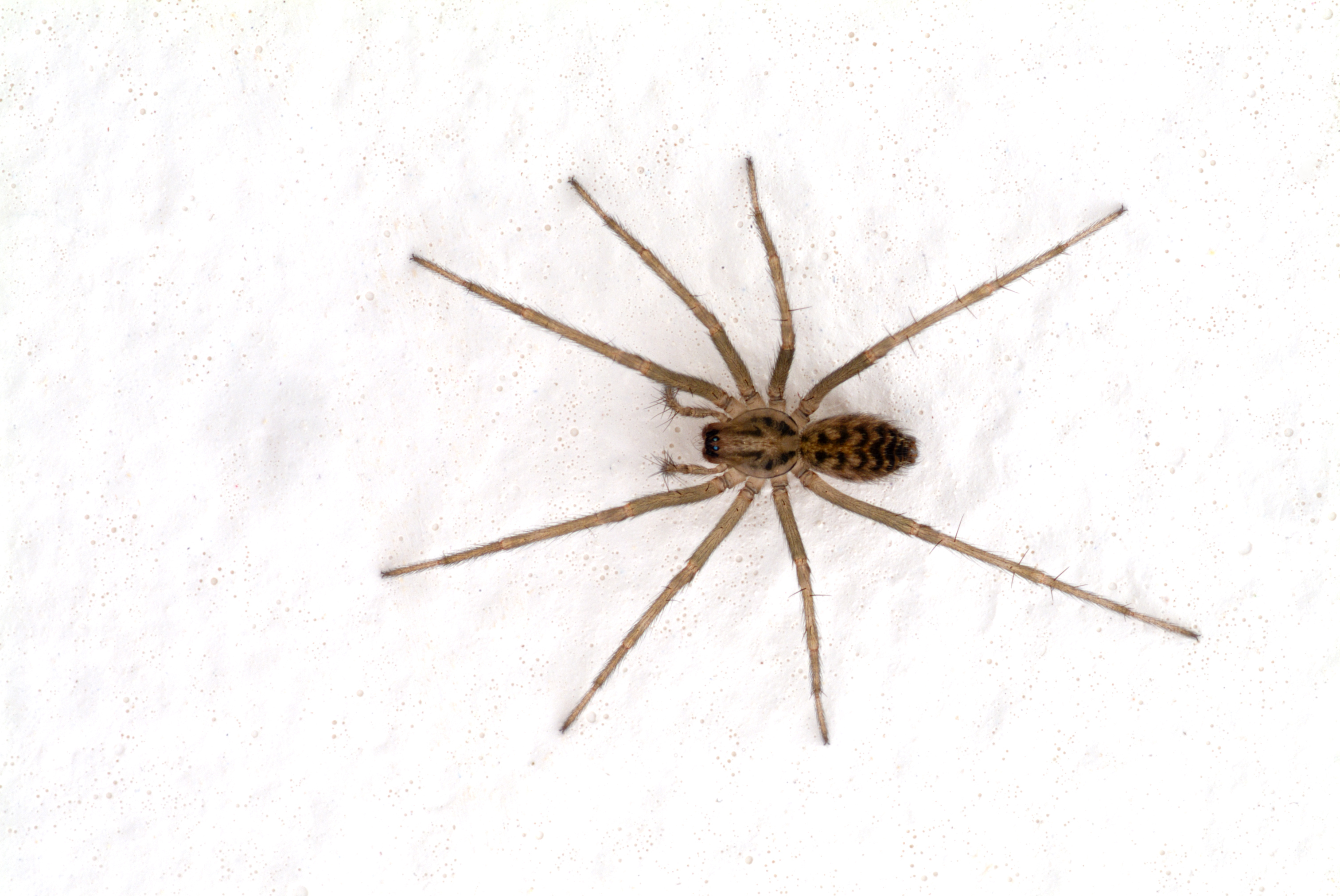 Spiders Be Gone A Guide To Keeping Spiders Out Of Your Denver Home Advantage Pest Management 3042