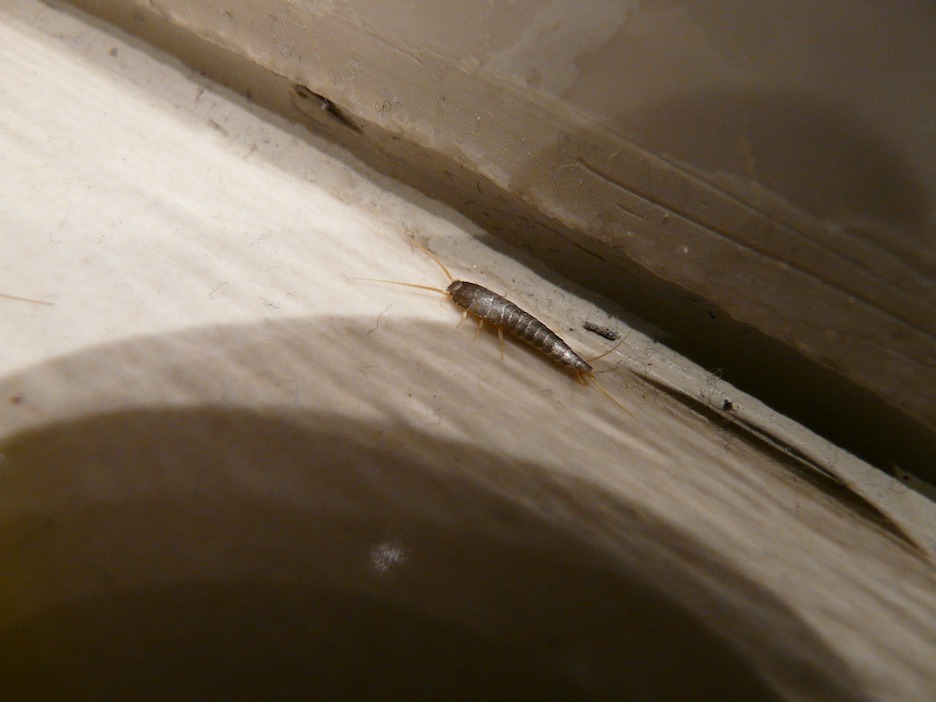 How To Get Rid Of Silverfish In Your Denver Home And Keep Them Out