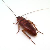 roach