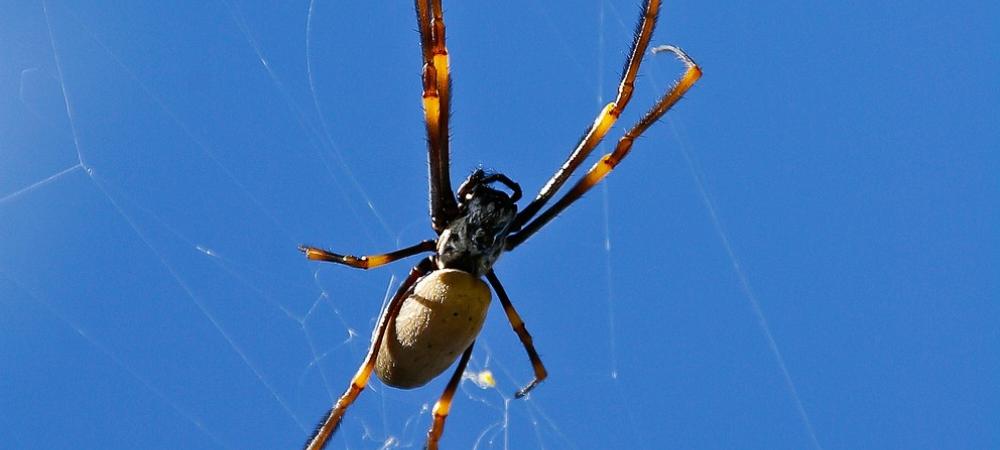 golden silk orb weaver spinning web